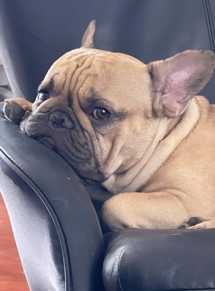 ambragaravaglia's tweet image. La gioia.