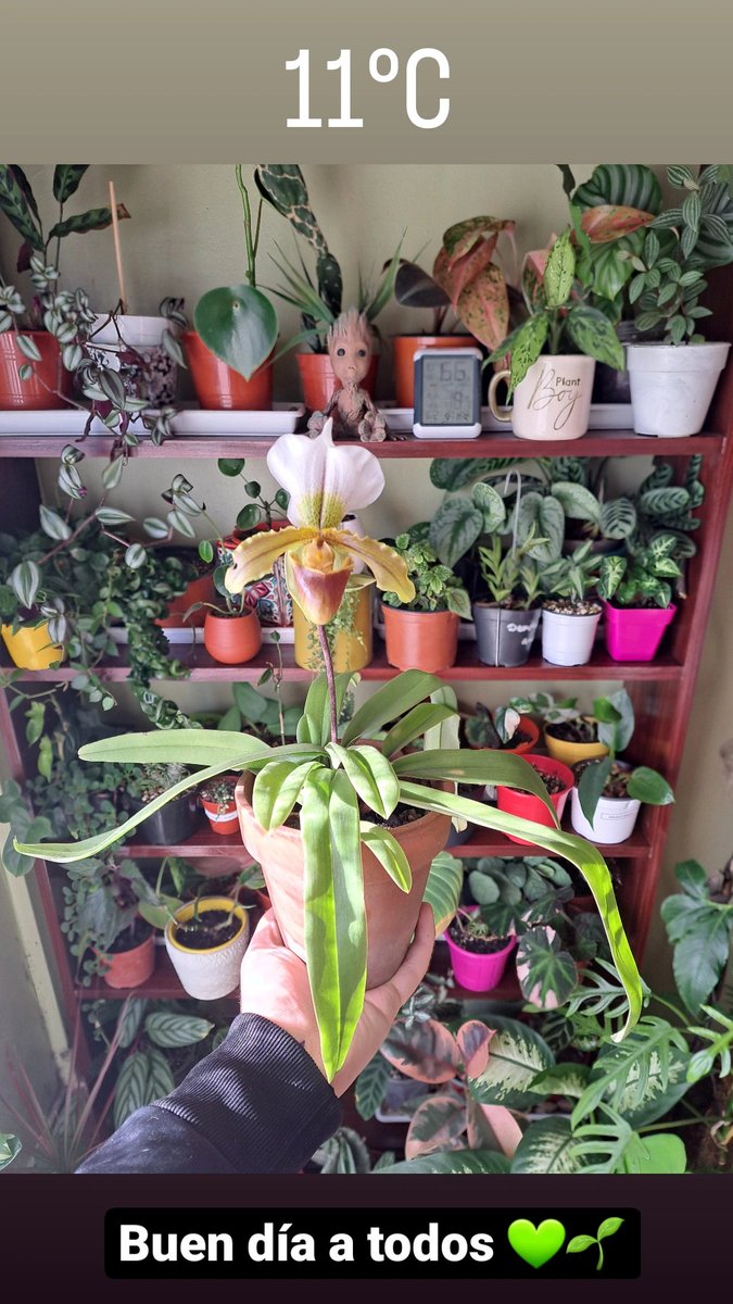 PabloBurtone's tweet photo. Orquídea Paphiopedilum Leeanum 💚🌱
#orquideas #orquids #planttwitter #plantidentification #plantCare #plantas #Plant #plantas #Flowers #flores https://t.co/90YC4rNfRr
