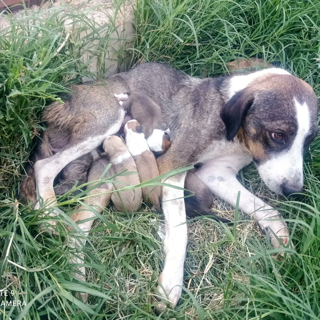 Bugün daha önce yaralanan sokak köpeğinin tedavisini uygulamaya koyulduk gittiğimizde doğum yapmış bir şekilde bulduk.Anneye yaş mama desteğinde bulunmak isterseniz iletişime geçebilirsiniz.🐾