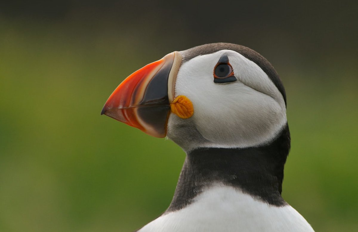 DoolinFerry's tweet image. Puffin Facts 💡

Atlantic puffins have black and white feathers and large parrot-like beaks. They are small birds measuring around 25cm in length. 

6 Cliffs of Moher Cruises daily ⛵️
🎫 Book online here: bit.ly/3hfYrNf

#DoolinFerry #AranIslandsFerry #Doolinferryco