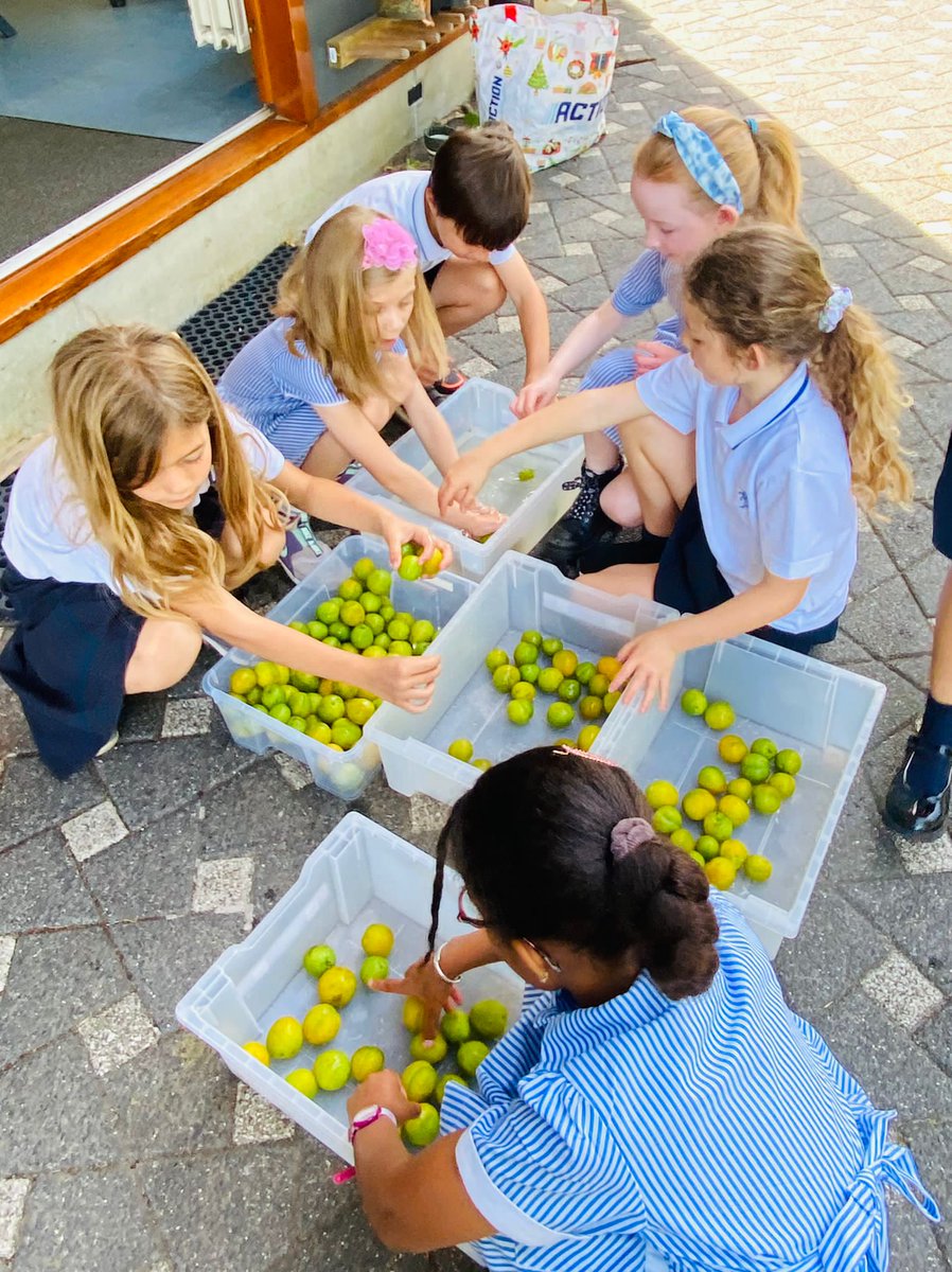 BSNJSV's tweet photo. #JSVYear2 practicing ladder safety and eye-hand coordination skills whilst harvesting the school's delicious greengages! #BSNBeyondTheClassroom https://t.co/eO3My0ecE3