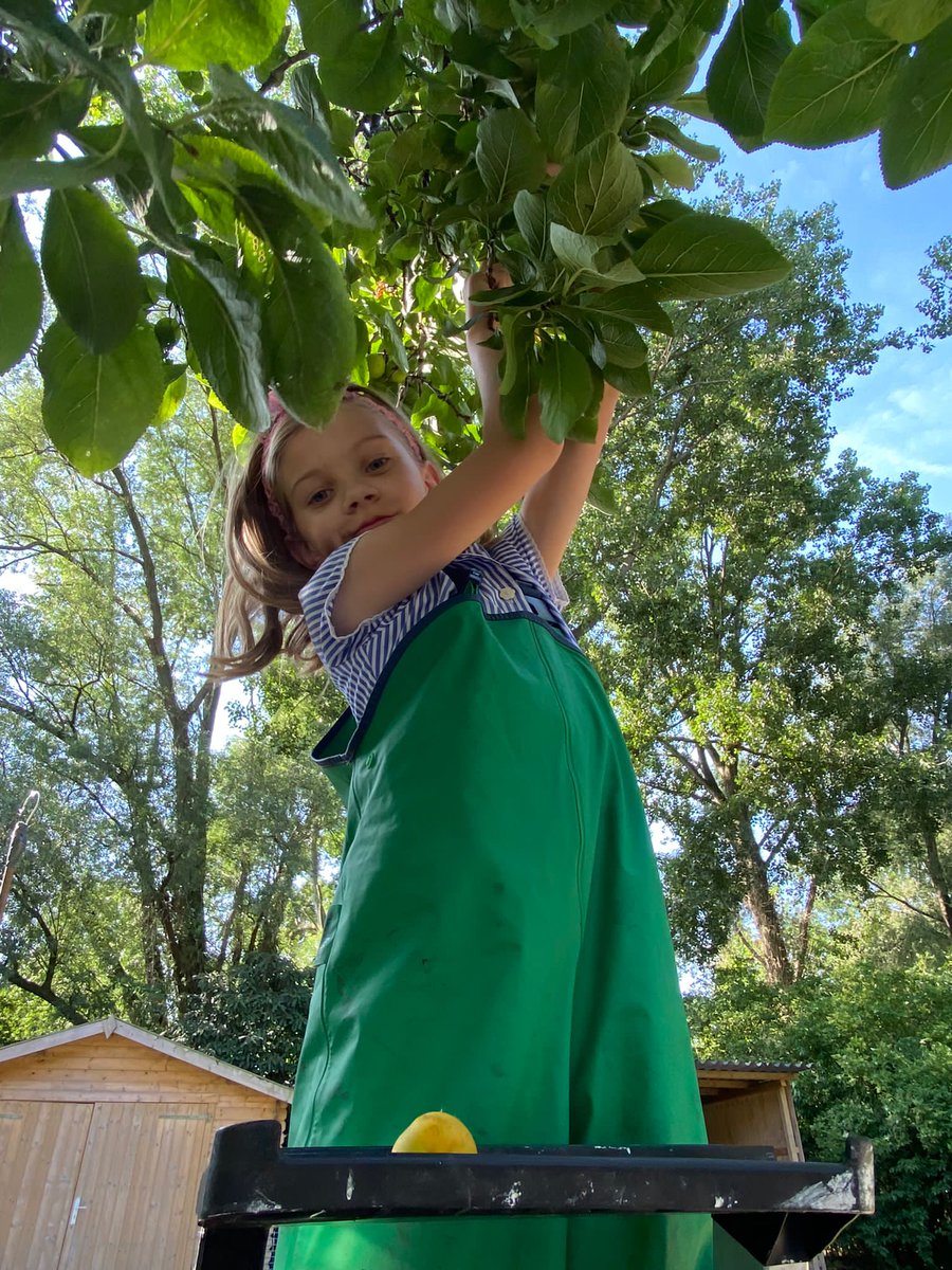 BSNJSV's tweet photo. #JSVYear2 practicing ladder safety and eye-hand coordination skills whilst harvesting the school's delicious greengages! #BSNBeyondTheClassroom https://t.co/eO3My0ecE3