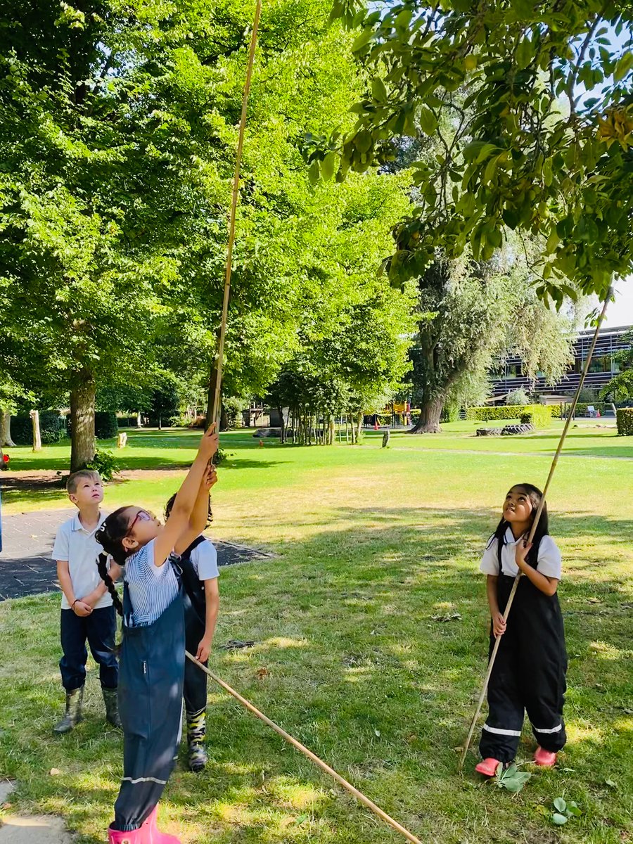 BSNJSV's tweet photo. #JSVYear2 practicing ladder safety and eye-hand coordination skills whilst harvesting the school's delicious greengages! #BSNBeyondTheClassroom https://t.co/eO3My0ecE3