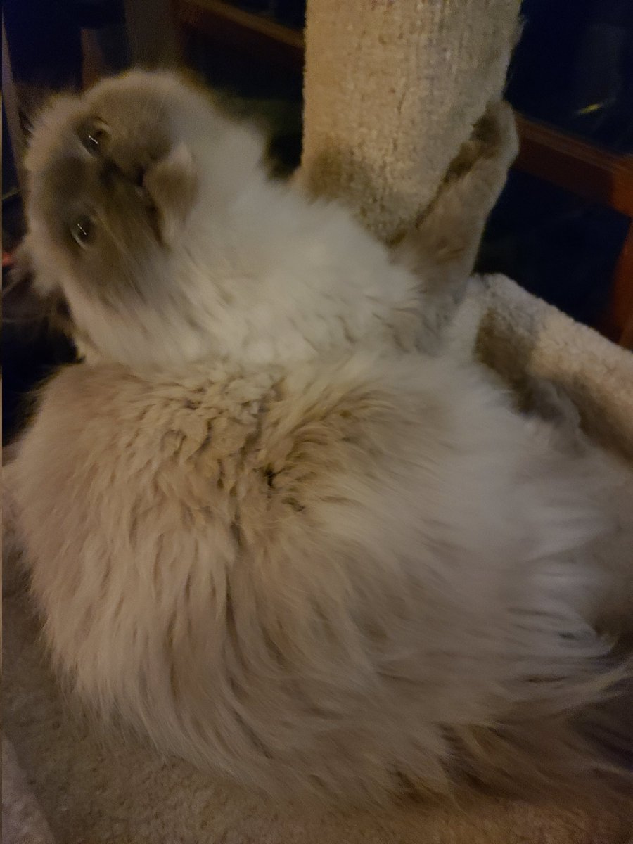 hatefulhades's tweet photo. #platchatpets goofy norman https://t.co/GjkJmj2TA8