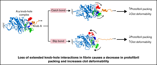 BloodAdvances's tweet photo. Molecular dynamic simulations show that only slip bonds occur in mutant systems, whereas catch-slip bonds are present in wild-type fibrin. https://t.co/t0apXX3sY8 https://t.co/XHHgzksHrp