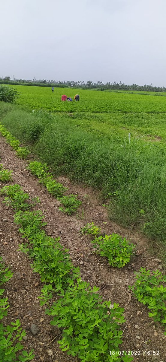 ગીર સોમનાથ જિલ્લામાં શ્રીકાર વર્ષાથી જળાશયો છલકાયા બાદ વરસાદે વિરામ લેતા ખેડૂતોએ બાકી રહેતા પાકોનું વાવેતર શરૂ કર્યું અને વાવેતર થયેલ પાકોમાં આંતરખેડ,નિંદામણ તેમજ પાક સંરક્ષણની કામગીરી શરૂ કરી.લોકો પોતાના રોજીંદા કામોમા જોડાવા લાગ્યા.
<a href="/CMOGuj/">CMO Gujarat</a> <a href="/RaghavjiPatel/">Raghavji Patel</a> <a href="/pkumarias/">Pankaj Kumar</a> <a href="/vmittra/">VIPUL MITTRA</a>