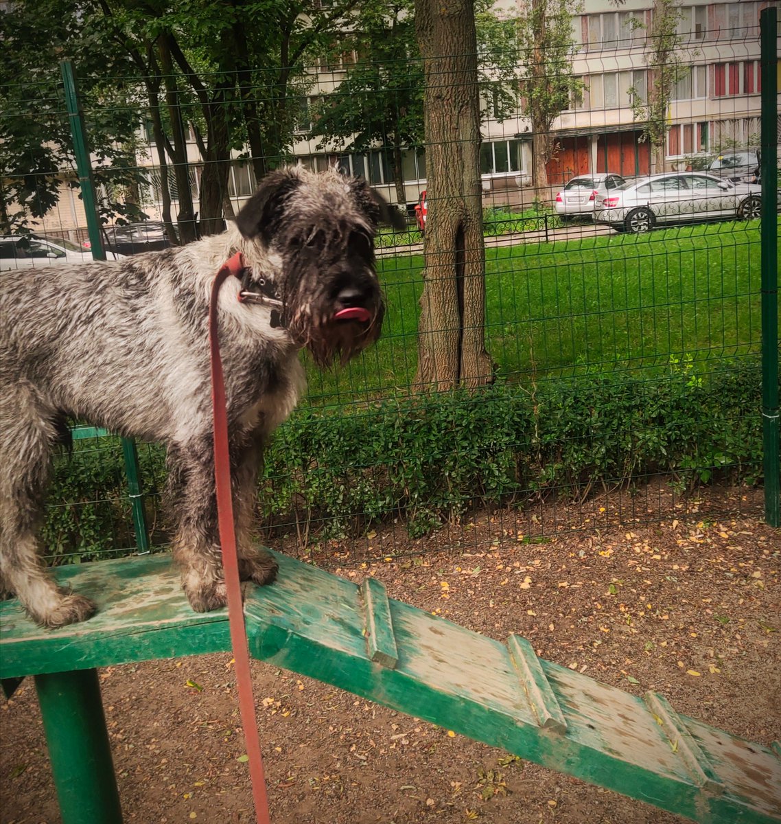 #SchnauzerGang 
#dogsoftwitter