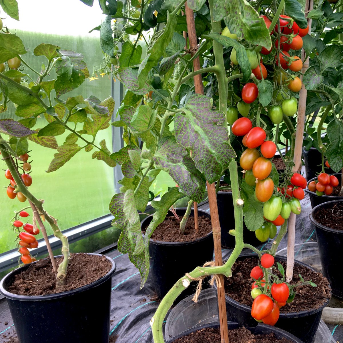Hugh_Cassidy's tweet photo. Of course should use my #TomatoWatch and #TomatoWatch2022 hashtags for prosperity ๐๐
๐
๐ฟ https://t.co/gilUkSVnlv