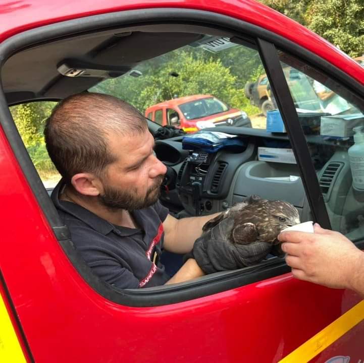 PatrickMalekian's tweet photo. Nos pompiers sauvent la vie des hommes mais aussi celle de nos amis les animaux . A la Teste il donne à boire à une buse déshydrater #incendies #Gironde #SoutienauxPompiers https://t.co/e566g8cCEo