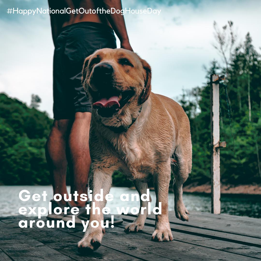 National Get Out of the Dog House Day 🏚️ is a day to celebrate the joy of getting out and going on adventures. Get outside and explore the world around you! 
DM me today to book your next vacation. 🌏 #holiday #adventure #joy #explore #apassion2travel