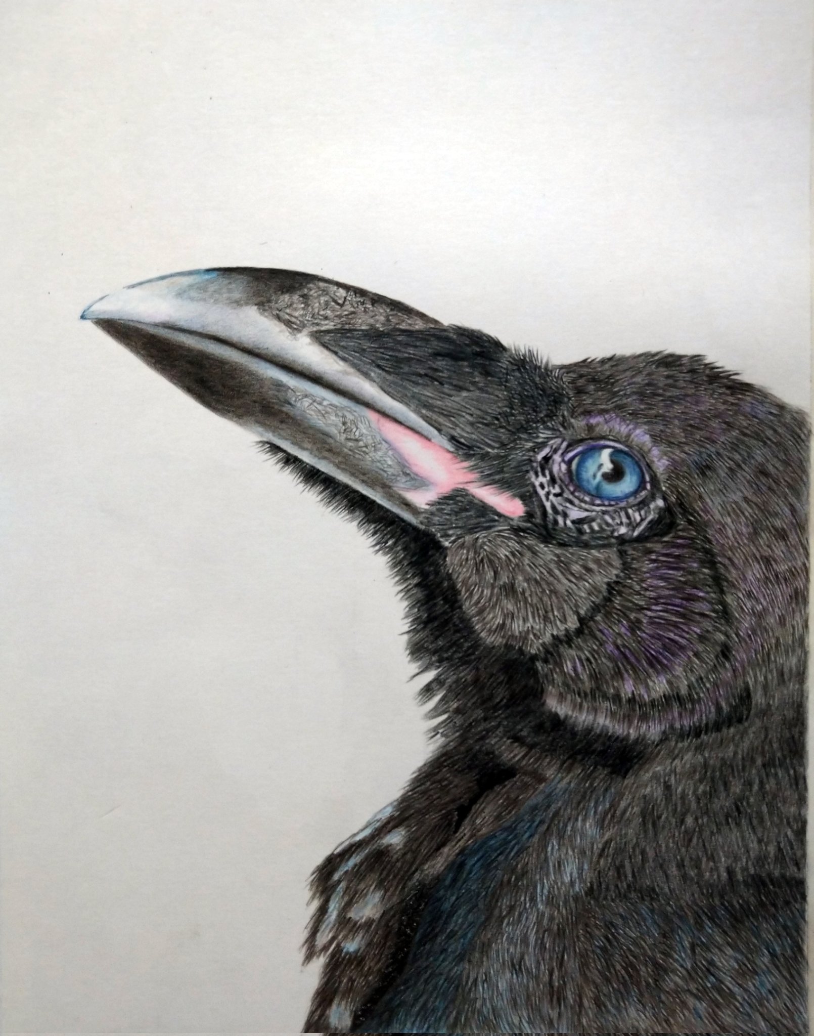 プラント 色鉛筆イラスト からす 鳥や動物もリアルに描け たらな T Co Endicypoos Twitter