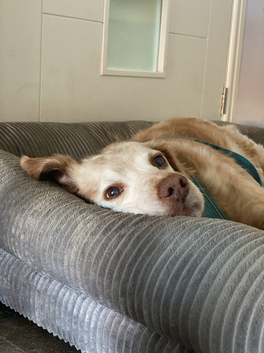 SpanielsSuper's tweet photo. It’s Hot! Hot! Hot! 🥵
Hotter than Spain #Phew #ImStayingHere #RonniesAHotDog https://t.co/HG0d3BrZaf