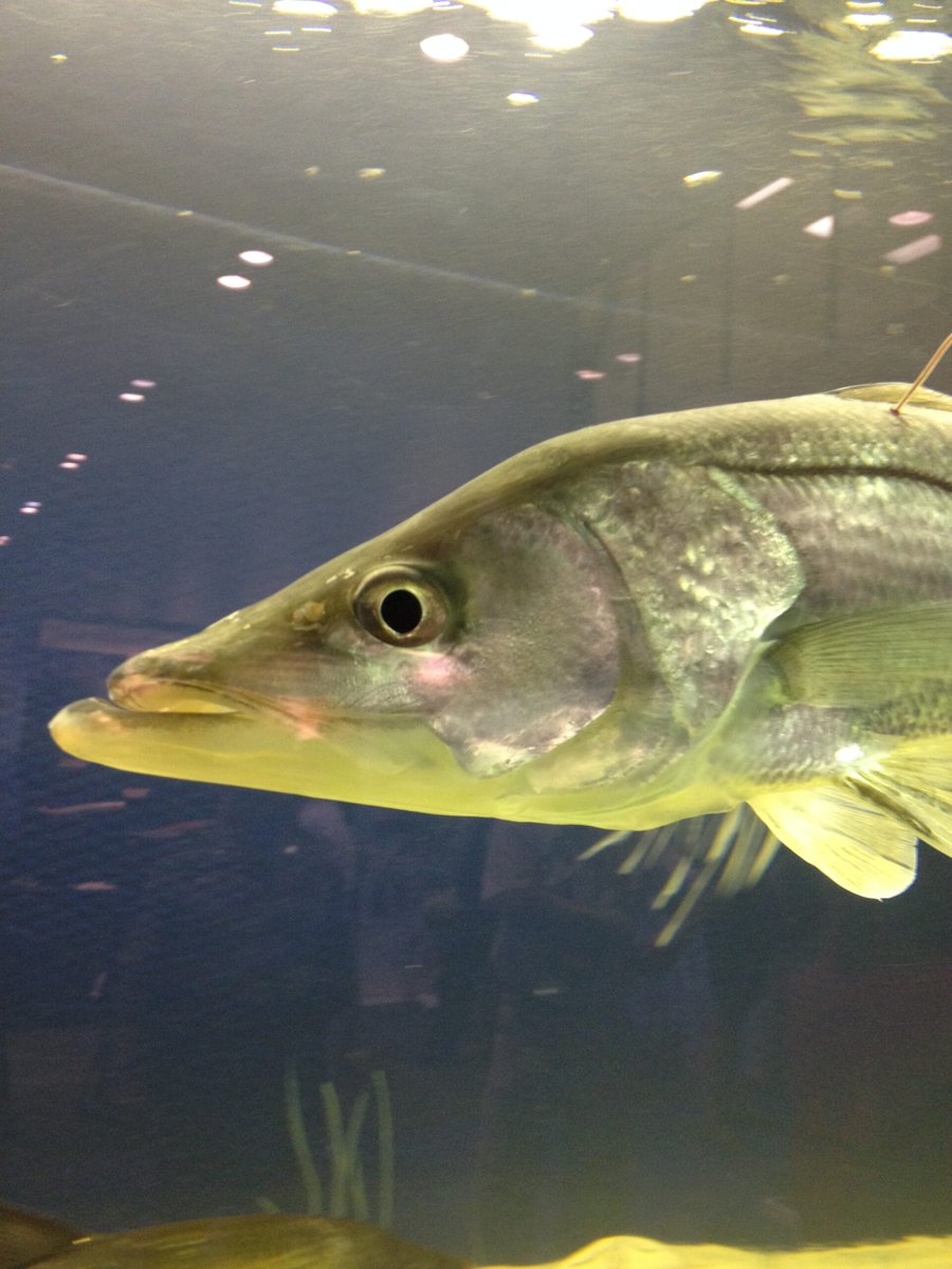 SeaGrantNC's tweet photo. Anglers catch snook every now and then in North Carolina. This week's #HookLineScience highlights research about the expanding northward range of snook off the coast of South Carolina, just 60 miles south of the North Carolina border:
https://t.co/vPoCc8mVPK https://t.co/pTznUTCDXL
