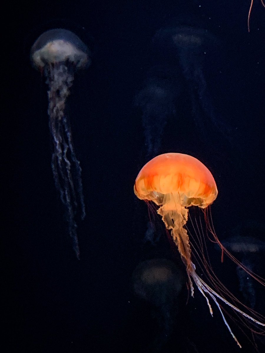 「久々にサンシャイン水族館行って楽しかったーーーᙅ⩬ ᙅ⩬ ᙅ⩬ 」|イドンのイラスト