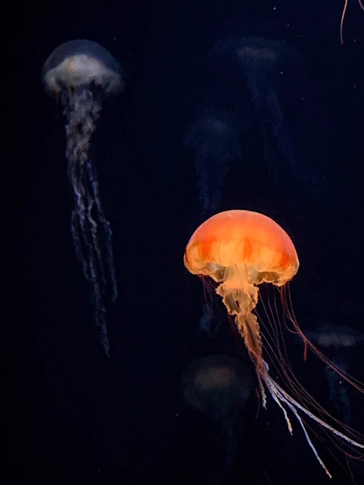 久々にサンシャイン水族館行って楽しかったーーーᙅ⩬ ᙅ⩬ ᙅ⩬ 