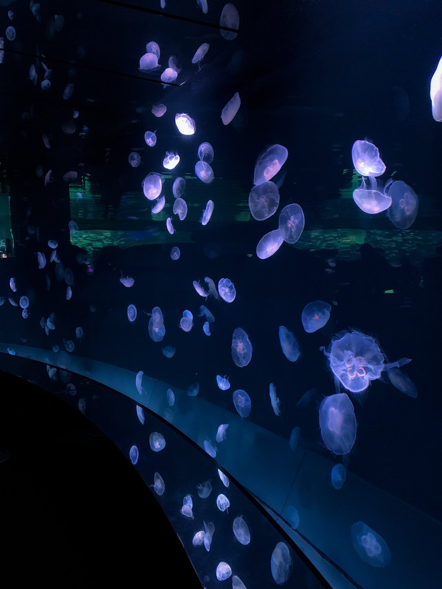 「久々にサンシャイン水族館行って楽しかったーーーᙅ⩬ ᙅ⩬ ᙅ⩬ 」|イドンのイラスト
