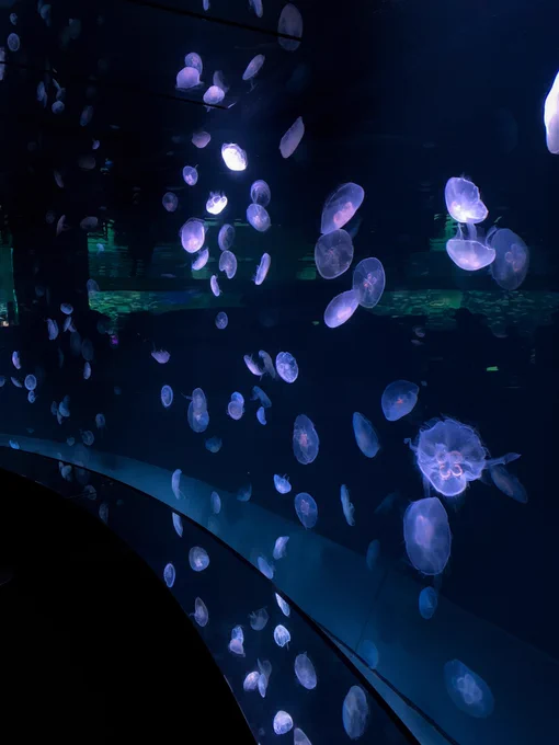 久々にサンシャイン水族館行って楽しかったーーーᙅ⩬ ᙅ⩬ ᙅ⩬ 