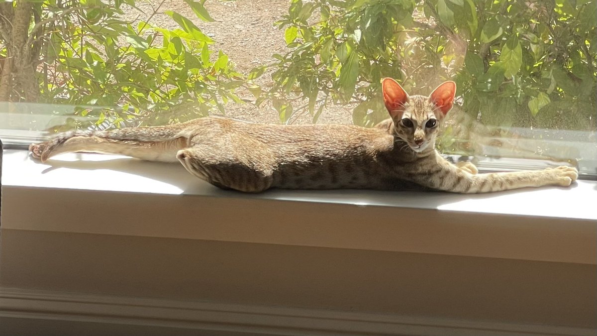 richellepipgist's tweet photo. She's got legs. #orientalshorthair #cats #earsfordays https://t.co/PnF6p8sCL0