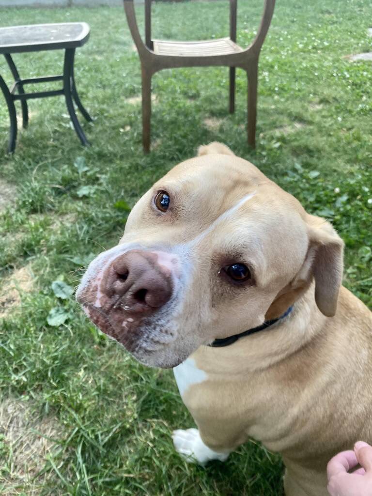 DM_ShatterWave's tweet image. The one on the ledt is Sir Taddius Joseph Carlson of Hound. He is a rescued pit’ mix.

The one on the right is Cpt. Hakeem Lewis Carlson Esquire. He is an American bulldog/pitbull mix we paid $100 dollars for at a shelter.