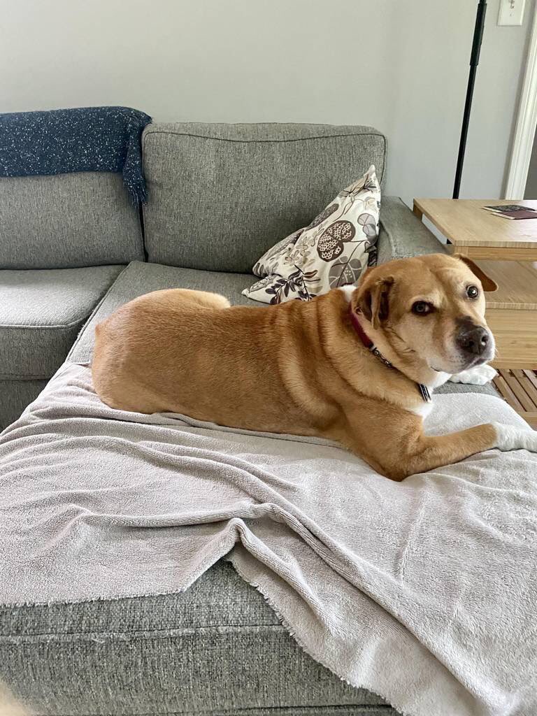 DM_ShatterWave's tweet image. The one on the ledt is Sir Taddius Joseph Carlson of Hound. He is a rescued pit’ mix.

The one on the right is Cpt. Hakeem Lewis Carlson Esquire. He is an American bulldog/pitbull mix we paid $100 dollars for at a shelter.