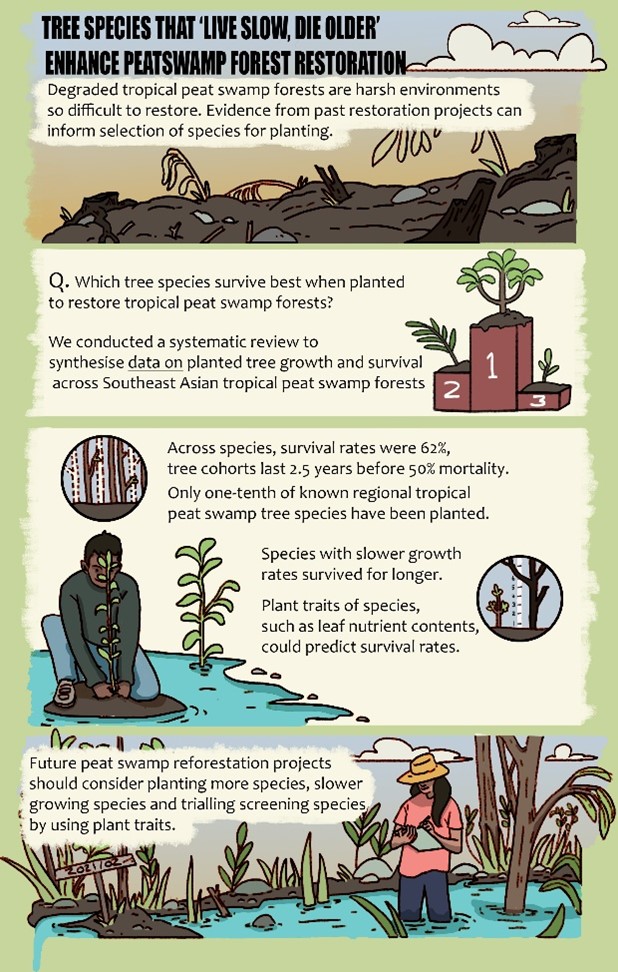 1/ Globally we are #planting billions (or even trillions of #trees) to restore degraded forests, but how effective are these actions in restoring #tropicalforests?📢NEW STUDY🧵<a href="/JAppliedEcology/">Journal of Applied Ecology</a>  doi.org/10.1111/1365-2…