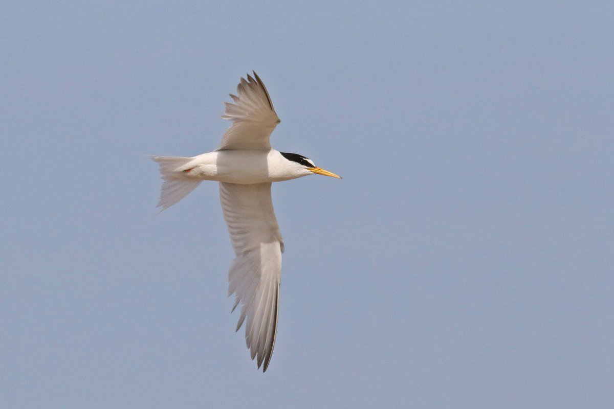 Nice lifer for me yesterday. Kudos to the Wardens and team for such a well planned and child friendly site.  <a href="/NW_LITTLE_TERN/">NW LITTLE TERN GROUP</a> <a href="/GronantTerns/">Gronant Little Terns</a>