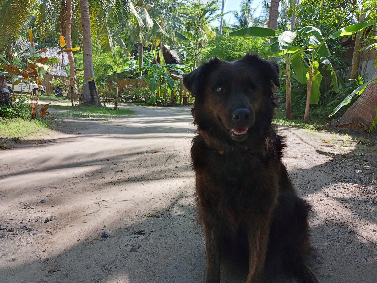Dogs Of Nuffield Travels tweet media