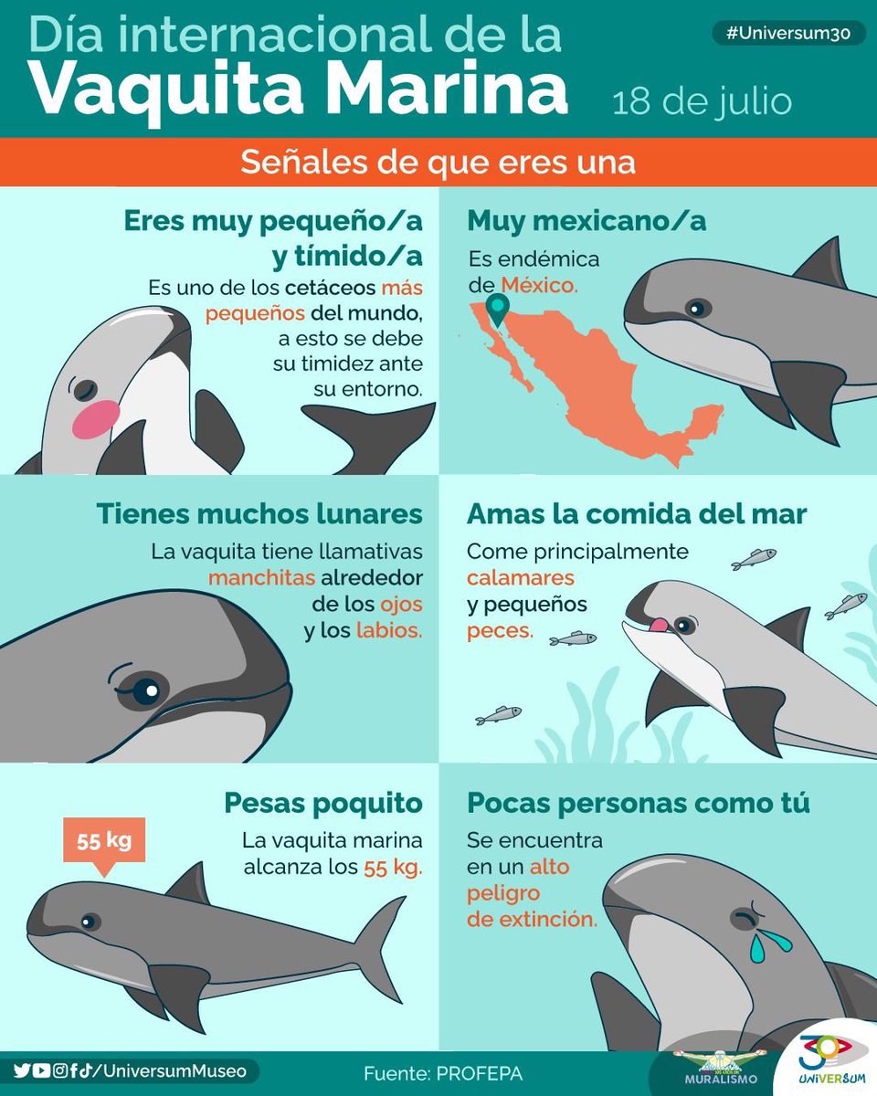Hoy es el día Internacional de la Vaquita Marina. ❣️

#RedescubreLaCiencia #Universum30