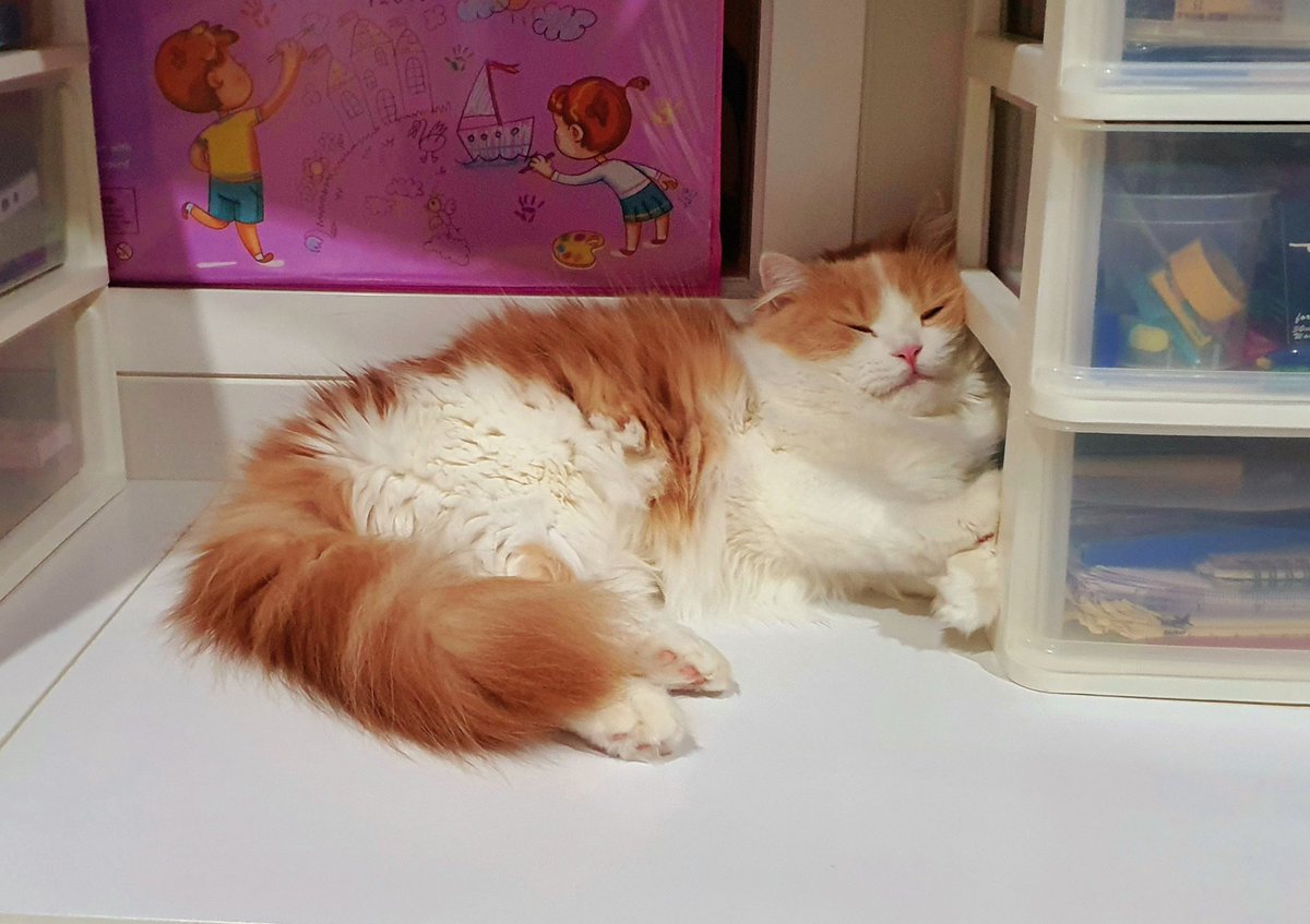 Dark_Farewell's tweet photo. NARI Day 569
18.07.2022
Tabi's IG : tabijourney91
Tabi's FB page : Tabi Journey : Tabi The Tabby Cat
#TabiJourney #TabiTheTabbyCat #TabiTabby #TabiTheOrangeTabbyCat #cat #harlequincat #creamcat #creamharlequin #beigecat https://t.co/VYPnUObl6W
