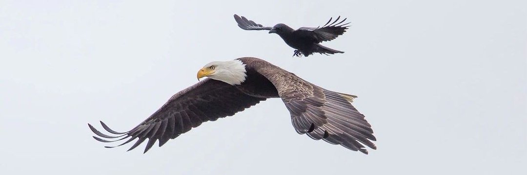 Caw Army 🦅 tweet media