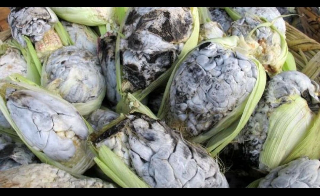 Ikal_Bej's tweet photo. “Cuitlacoche” o “huitlacoche”, ambas son correctas, la primera hace referencia a un origen prehispánico  cuítlatl significa “excremento” y cochi hace referencia al sueño.
#deliciosoysaludable #nutrituvo #vitaminasyminerales #hongos #plagas #ÉpocaPrehispánica #alimentos #Tradición https://t.co/TCFHifcj2q