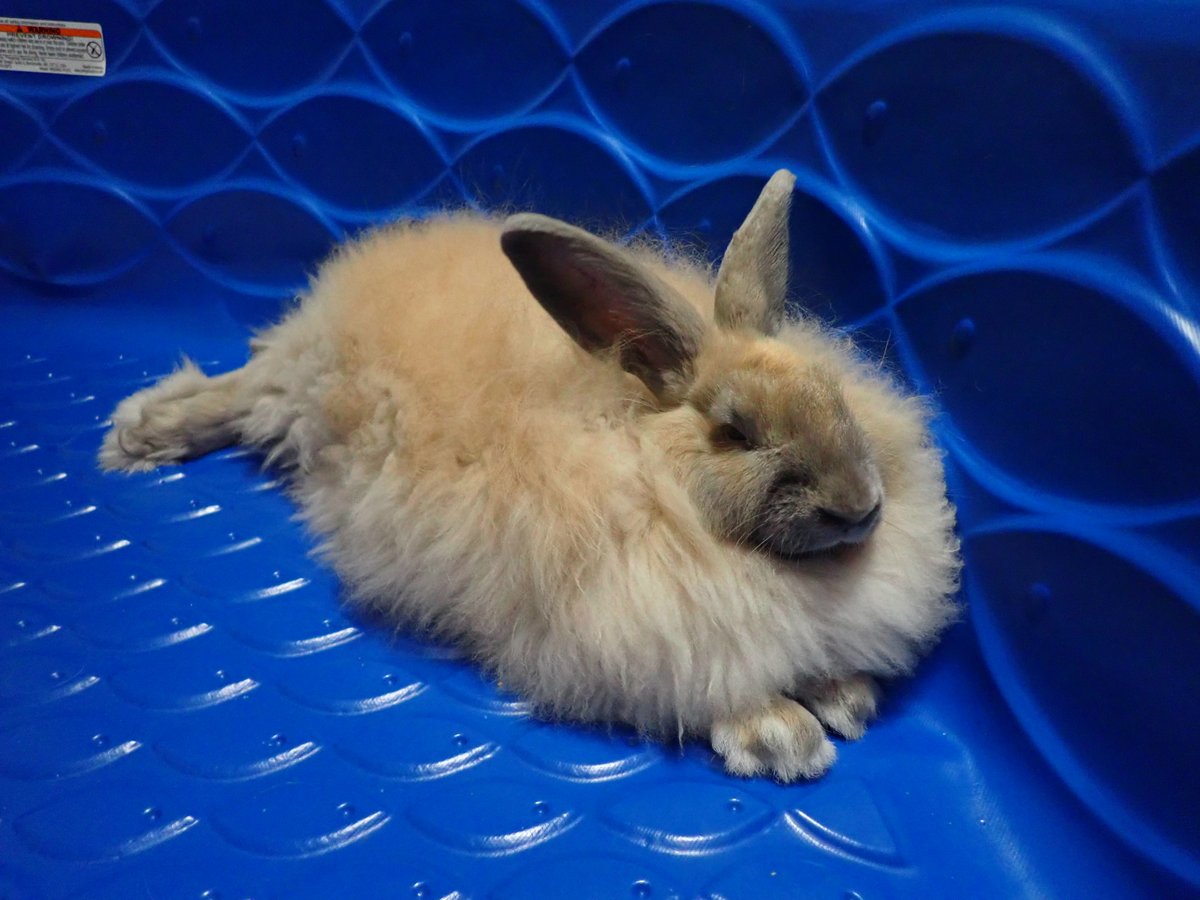 StarMossAcres's tweet photo. Angora Rabbits laying spread out is hiliarious https://t.co/AgVvgxPeKg