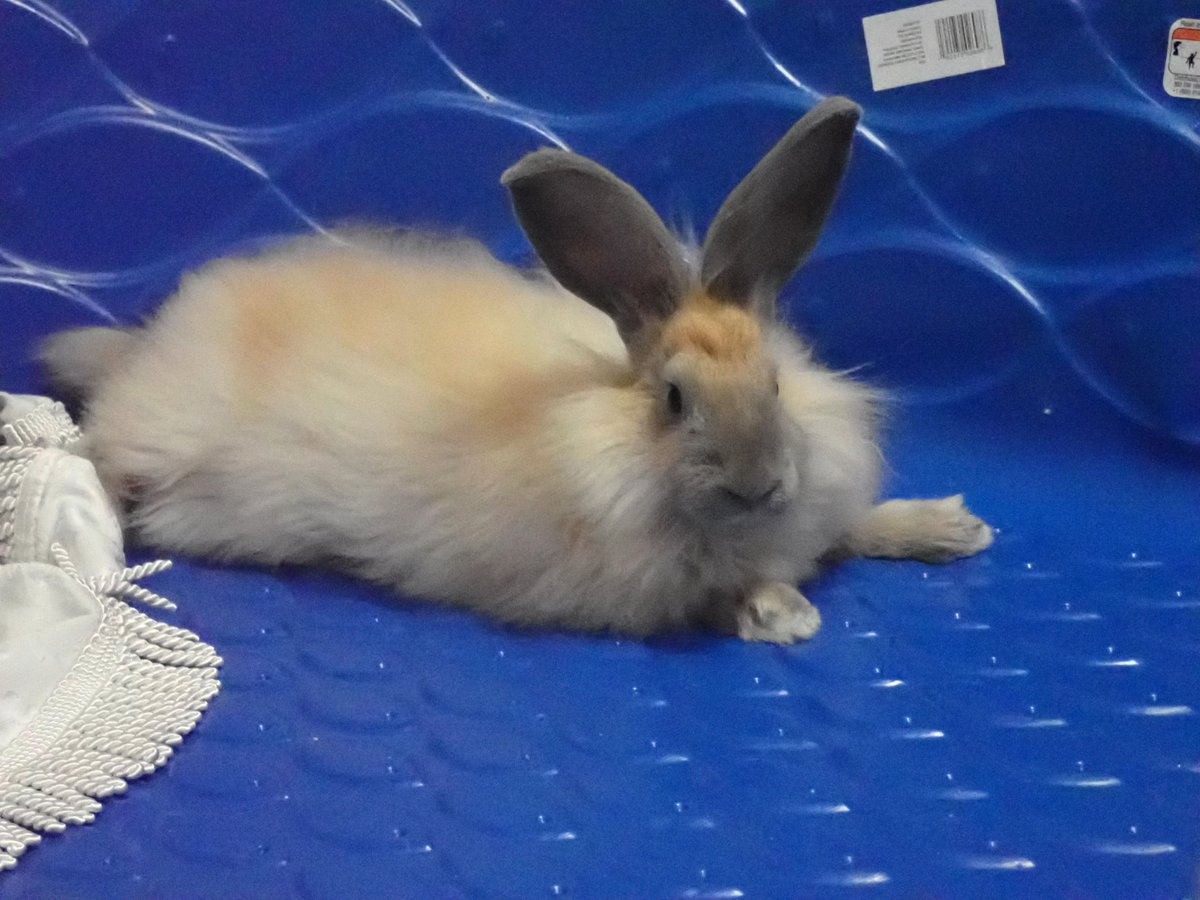 StarMossAcres's tweet photo. Angora Rabbits laying spread out is hiliarious https://t.co/AgVvgxPeKg
