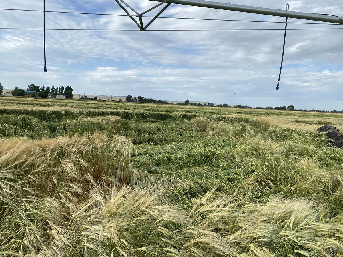 Looking for #AgTwitter opinions. When barley is laying down like this under a pivot and ideally it could use another inch of irrigation but could get by without do you irrigate or cut your losses to lodging