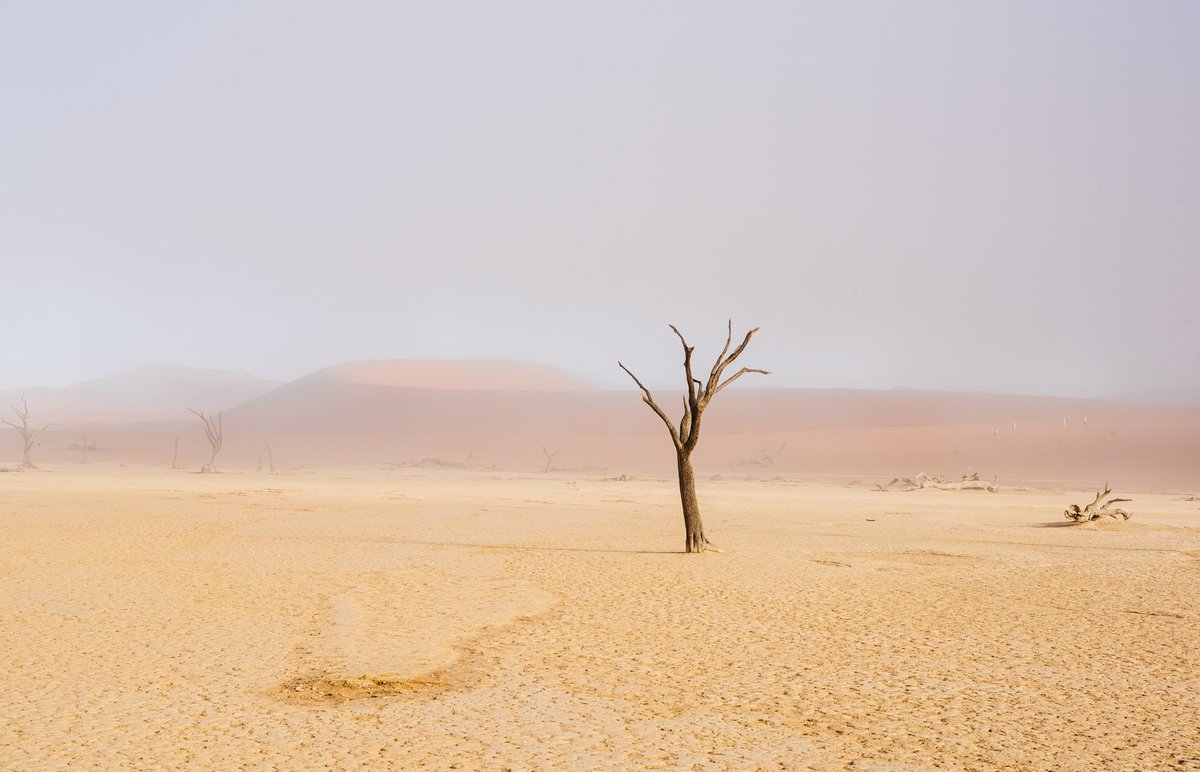 johanlolos's tweet photo. trees i photographed in Namibia https://t.co/wixgAcprzn