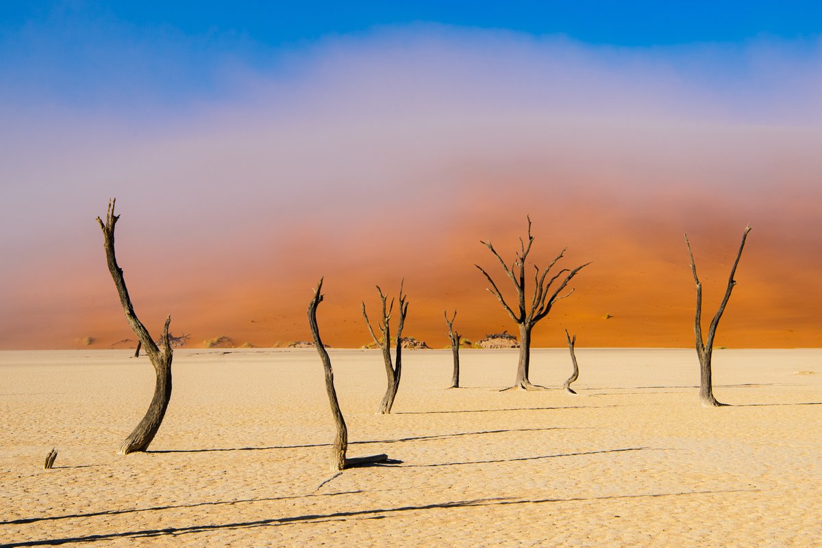 johanlolos's tweet photo. trees i photographed in Namibia https://t.co/wixgAcprzn