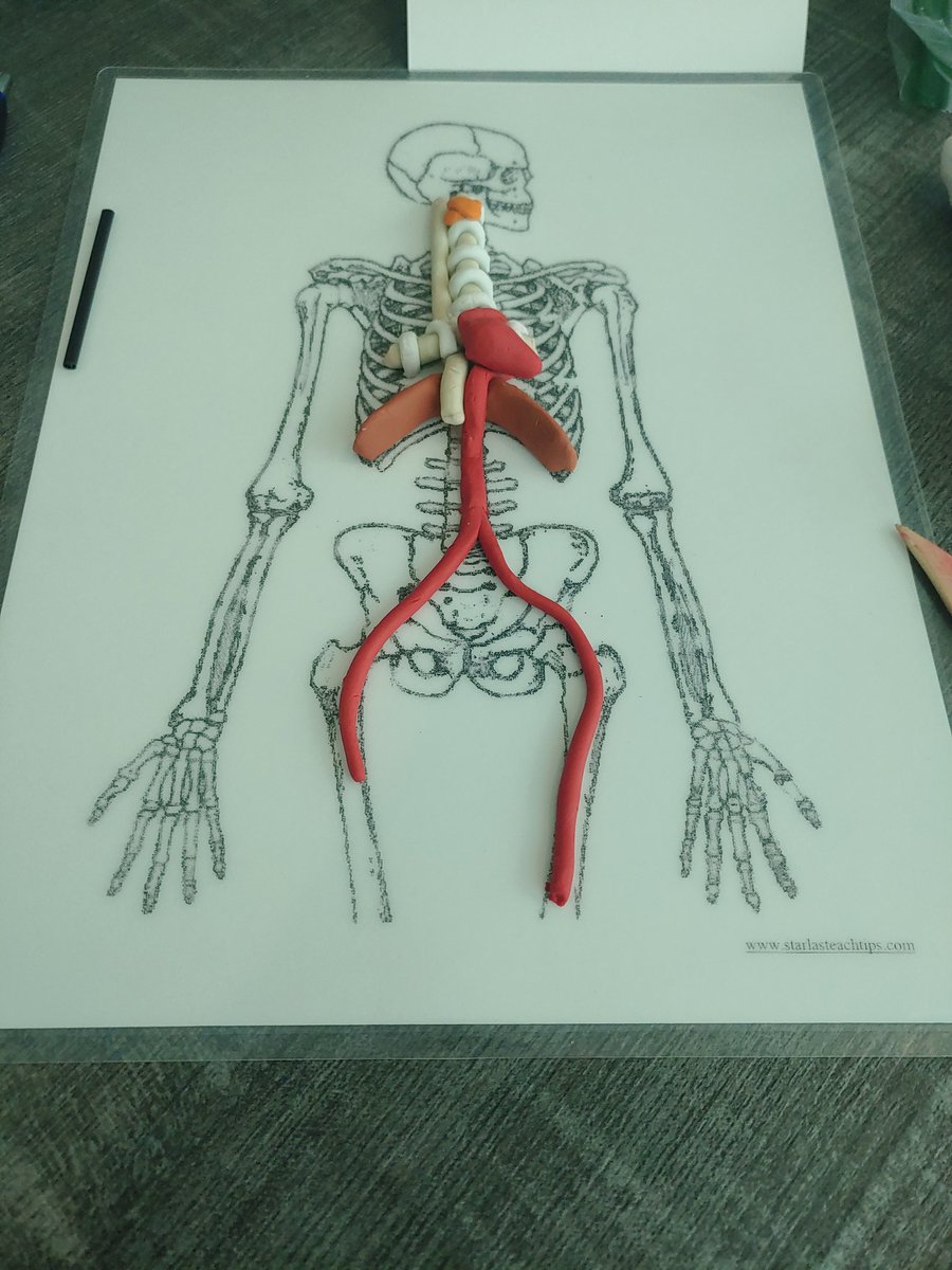 #thoa learning how to teach hands on body systems.