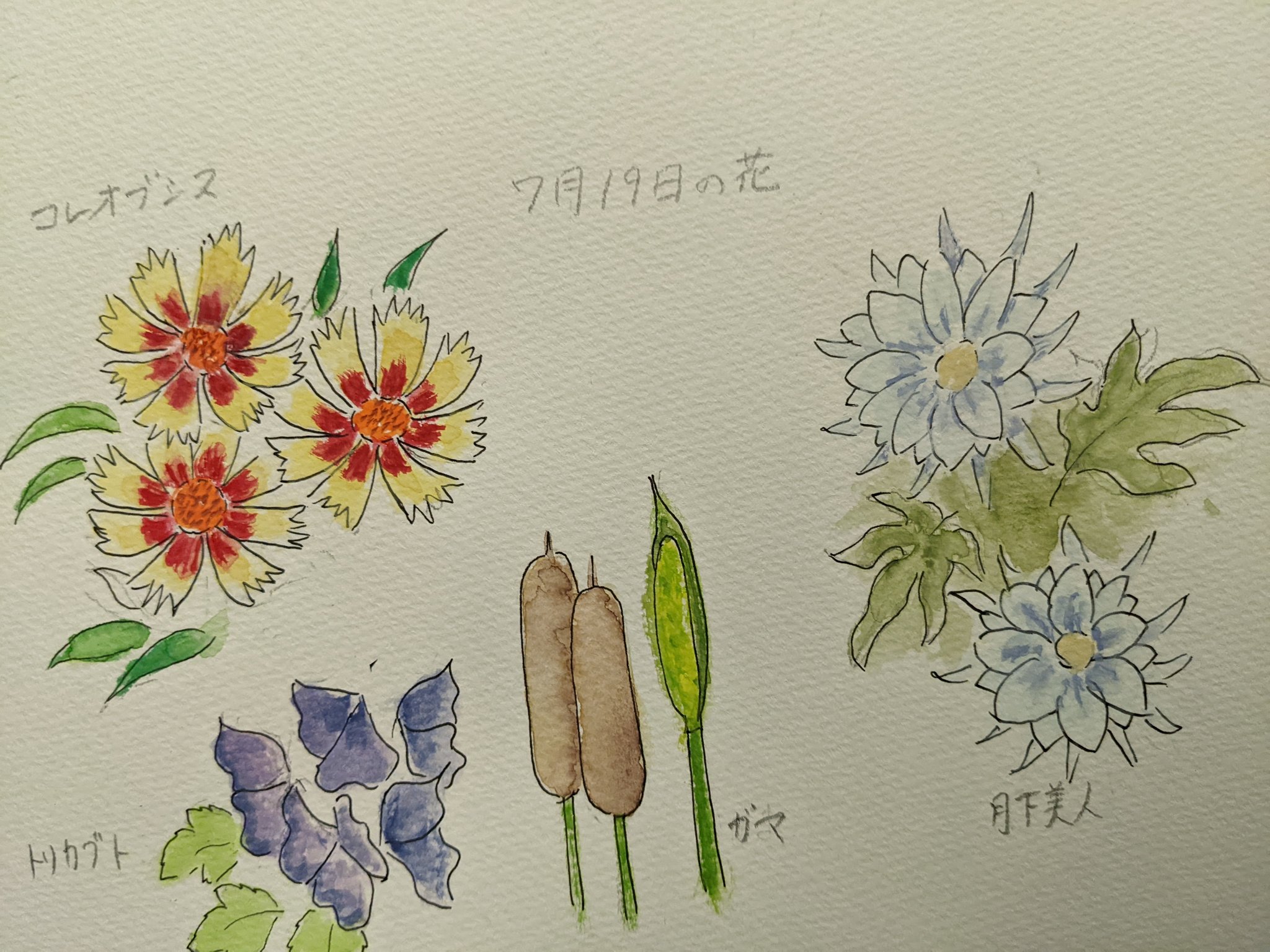 からでぃむ ７月19日の誕生花たち 某店主の誕生日なので スペシャルバージョンです コレオプシス 上流への憧憬 ガマ 救護 慈愛 トリカブト 美しい輝き 月下美人 艶やかな美人 T Co Ojwkqfhxkv Twitter