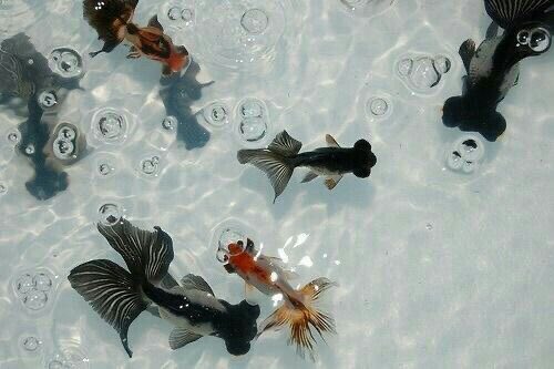 Ау, в которой у Цинсюаня есть собственный зоомагазин, в который часто заглядывает парень — нелюдимый на первый взгляд, но правда милый, каждый раз желающий хорошего дня — и покупает что-то для рыбок

И как-то раз этот парень спонтанно приглашает его в океанариум

#beefleaf #tgcf