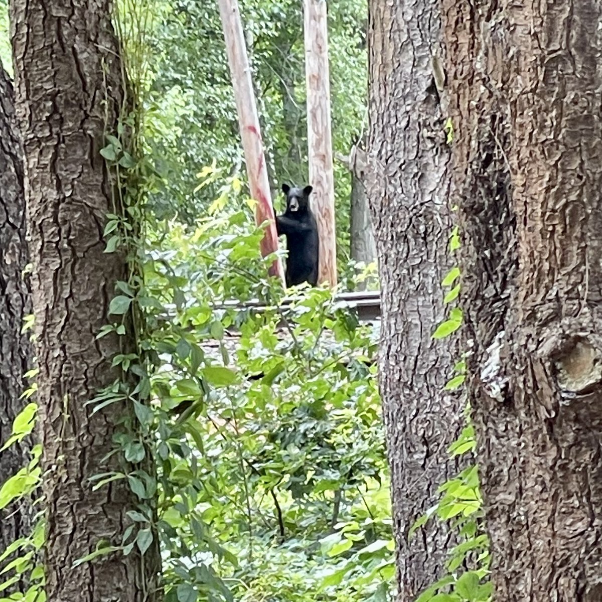 Our newest resident seems to like our Town and doesn’t seem to want to leave. We have had several sightings of the bear in the Federal St, Concord St, &amp; Woburn St area this morning. As mentioned previously, please secure trash barrels and bring in birdfeeders. #WilmingtonMA