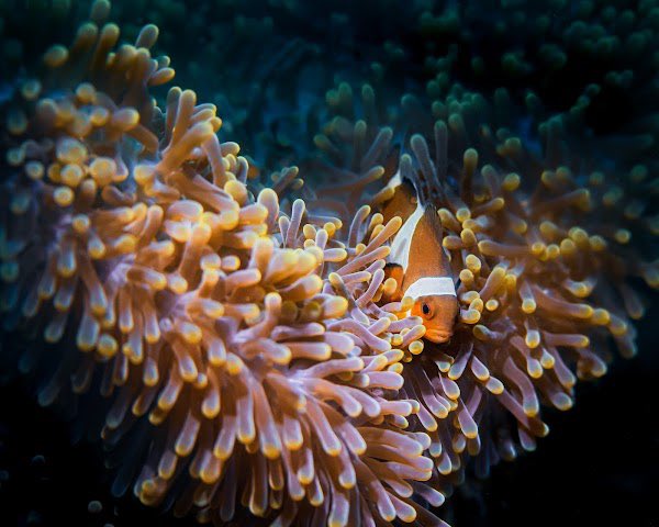 Shinto | FloodedCamera.eth tweet media