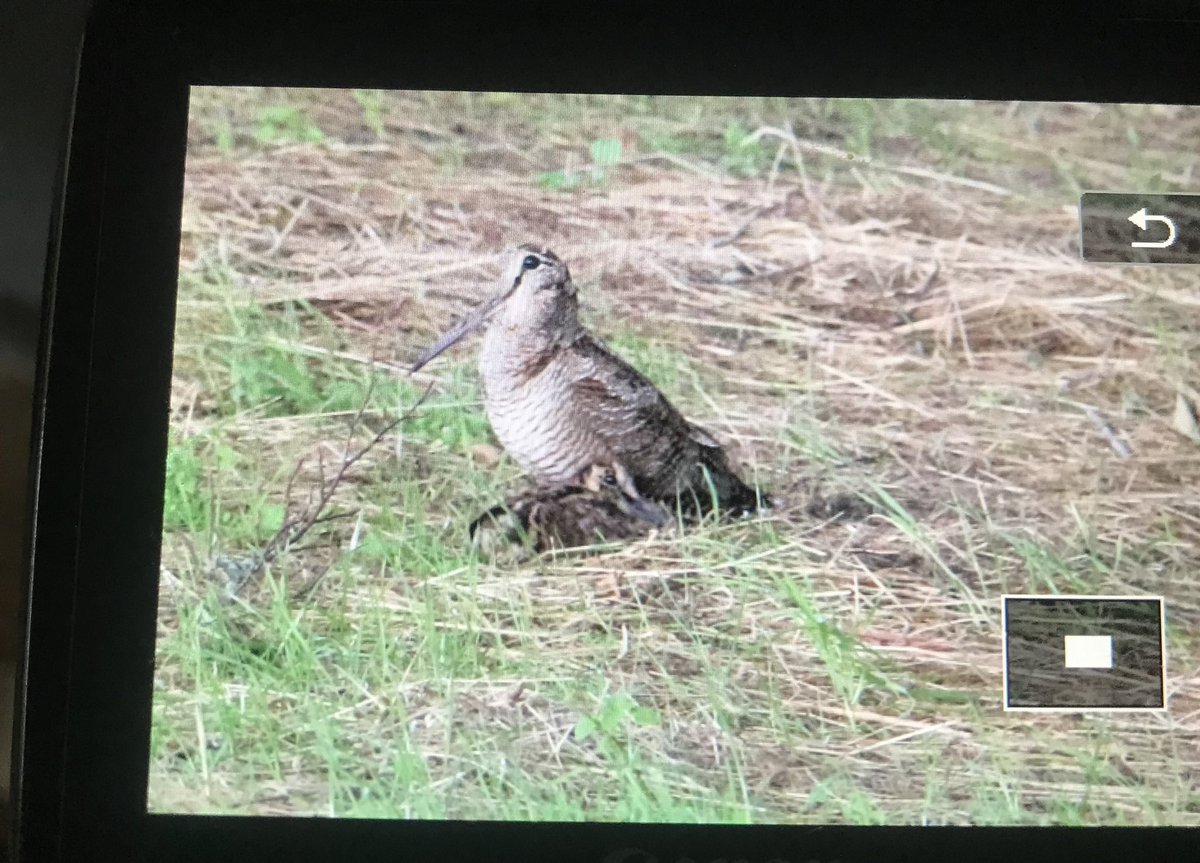 Woodcock with its young <a href="/Fawside1/">Fawside</a> #AllenDales 

facebook.com/43642067977116…