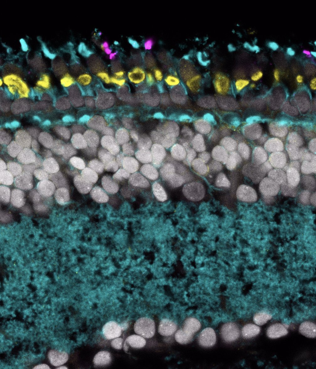 EmilyMDong's tweet photo. Interested in oddball photoreceptors in snakes and lizards? Come check out my poster (B73) this afternoon! #RetinalBiology #Squamate #2022SDB #EvoDevo2022 https://t.co/6rPLq5KGiT