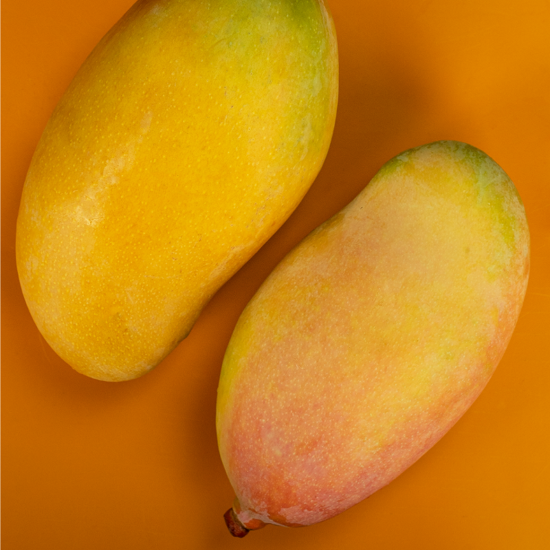SpecialtyProd's tweet photo. California Mango season has started but its a short one so don't miss out! Valencia pride mangoes have a smooth and creamy texture with sweet tropical notes. #specialtyproduce #mangoes #delicious #tropicalfruit
