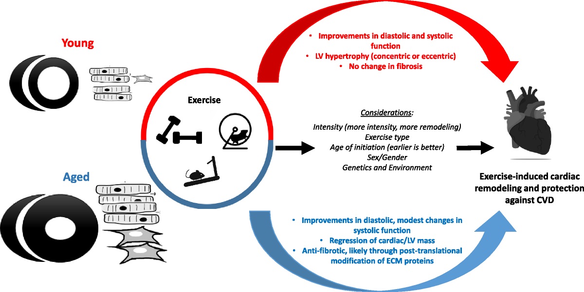 Exercise is cardioprotective via distinct mechanisms in aged and young hearts.

fal.cn/3qjYV