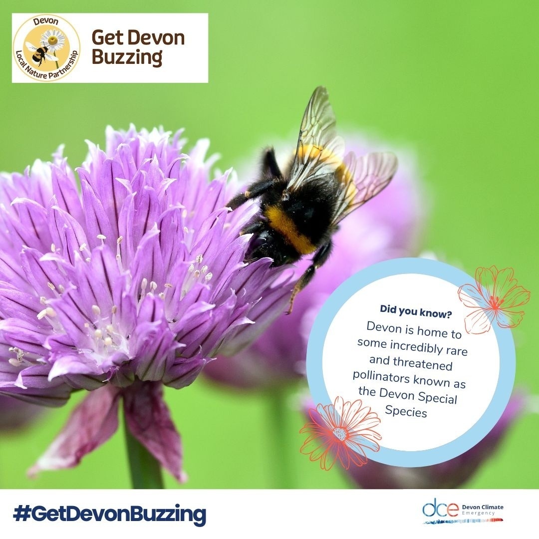 DevonCC's tweet photo. How can you help #GetDevonBuzzing this month?

🦋 Populate gardens with pollinator-friendly flowers and wild areas
🦋 Protect places already rich with wildflowers, like meadows and woodlands
🦋 Get involved with work by the @DevonLNP 👉   https://t.co/CzTxNafR3g https://t.co/3c5IKfObQP