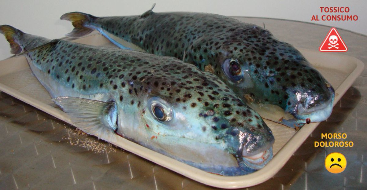 ZOOM su una SPECIE NON INDIGENA :
LAGOCEPHALUS SCELERATUS, più comunemente conosciuto come pesce palla maculato 🐡
⚠️Specie altamente tossica: il suo consumo può essere letale. La specie può anche procurare dolorosi morsi. È necessaria una maggiore vigilanza dei pescatori!