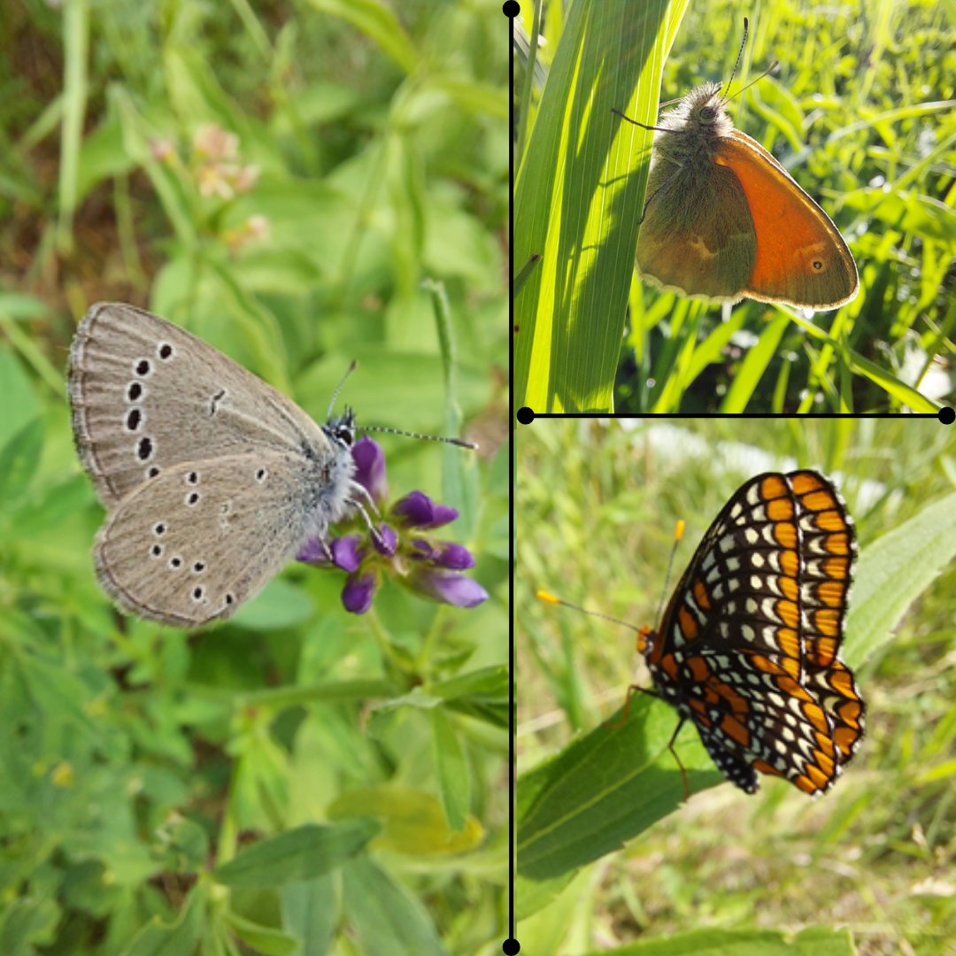 Friends of the Rouge tweet media