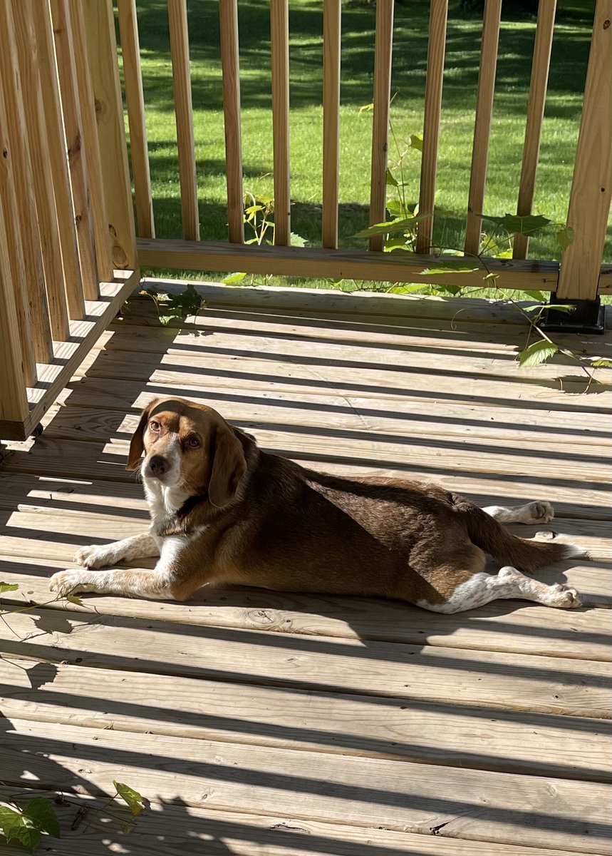 Mac’s morning sun sploot. (very serious business.) #Mac #beagle