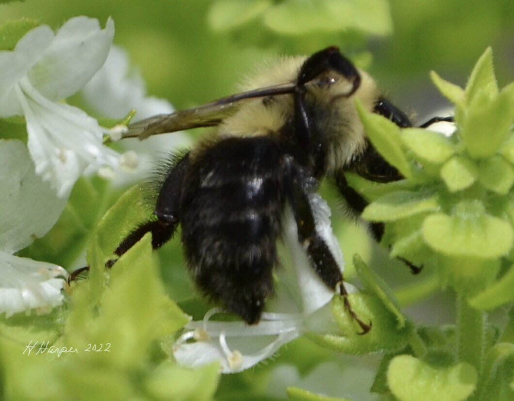 Three different kinds of bumble bees. Brown-belted, two spotted and common eastern, #bees #NaturePhotography #nature